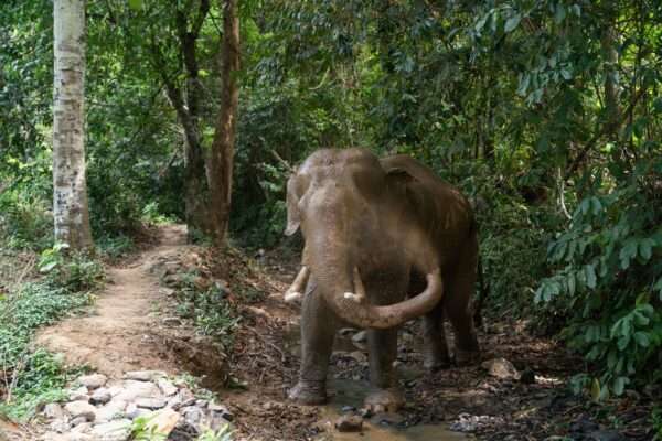 Ammuttu norsu löytynyt Pranburista