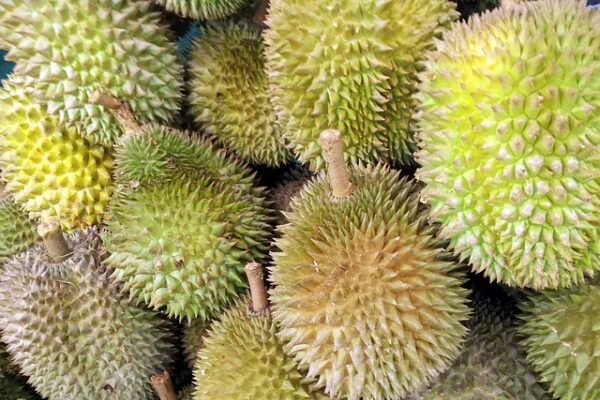 Durian on Thaimaan ykkösvientituote