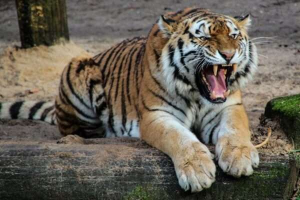 Eläinsuojelijat pelastivat 15 eläintä tiikerifarmilta