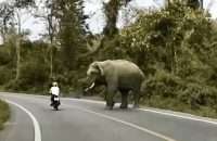 Kohtaaminen norsun kanssa