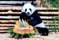 Chiang Main eläintarhan panda kuollut