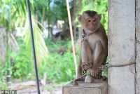 Apinakauppiaita pidätetty Phetchaburin provinssissa
