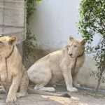 Nyt löytyi Phuketista leijonanpentu
