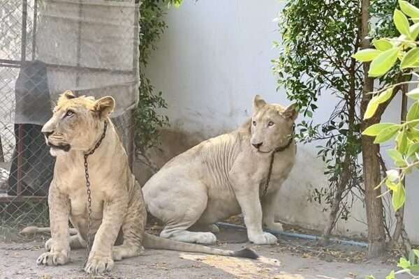 Nyt löytyi Phuketista leijonanpentu
